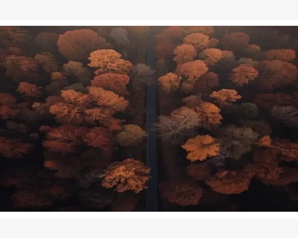 MT4界面布局保存技巧一键还原常用工作区_矩形椭圆与江恩工具的辅助分析价值